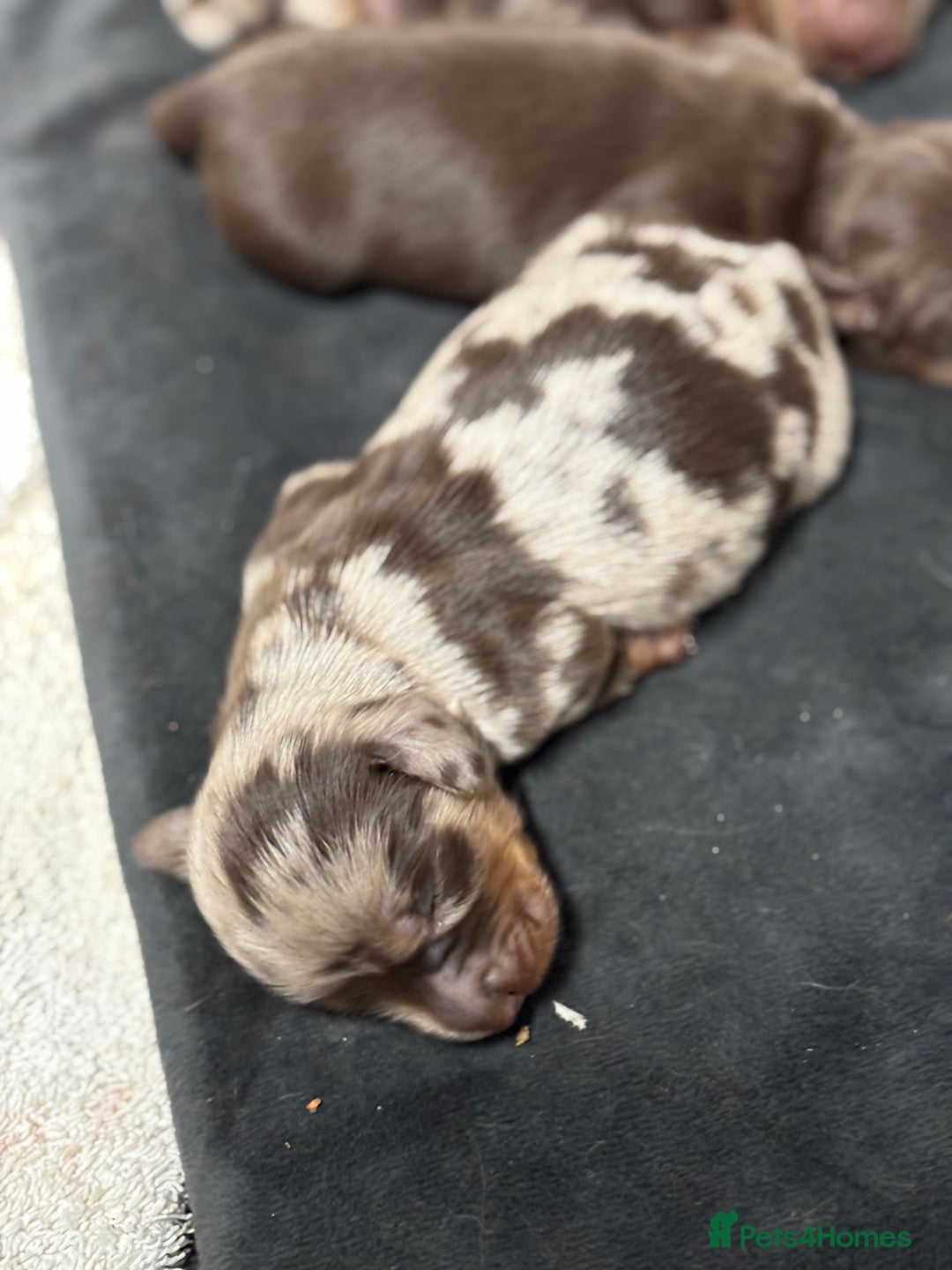 Miniature Dachshund dogs for sale: Beautiful long haired miniature dachshunds - Advert 5