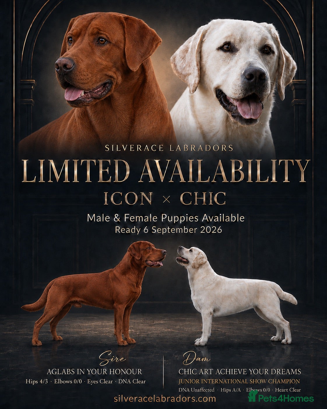 Labrador Retriever dogs Superb fully health tested fox reds  - Advert 1