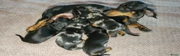 Miniature Dachshund dogs for sale: klzsNLC🐾Gratest mini dapple doxies 4 new familie in Malvern - Advert 5