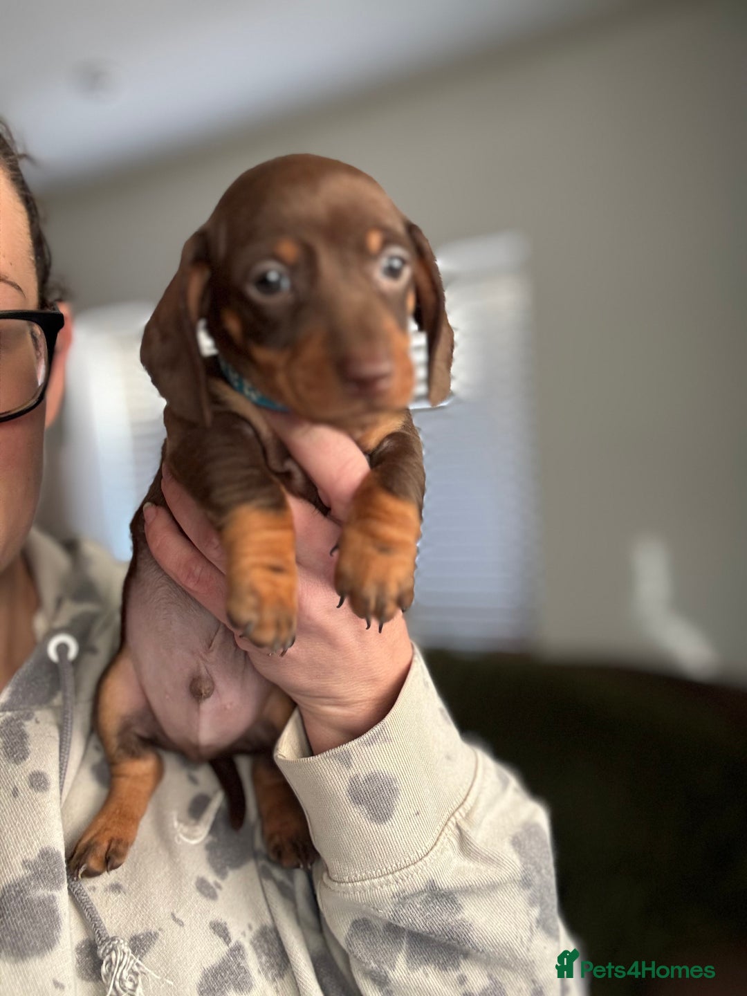 Miniature Dachshund dogs for sale: Beautiful miniature dachshund puppies - Advert 7