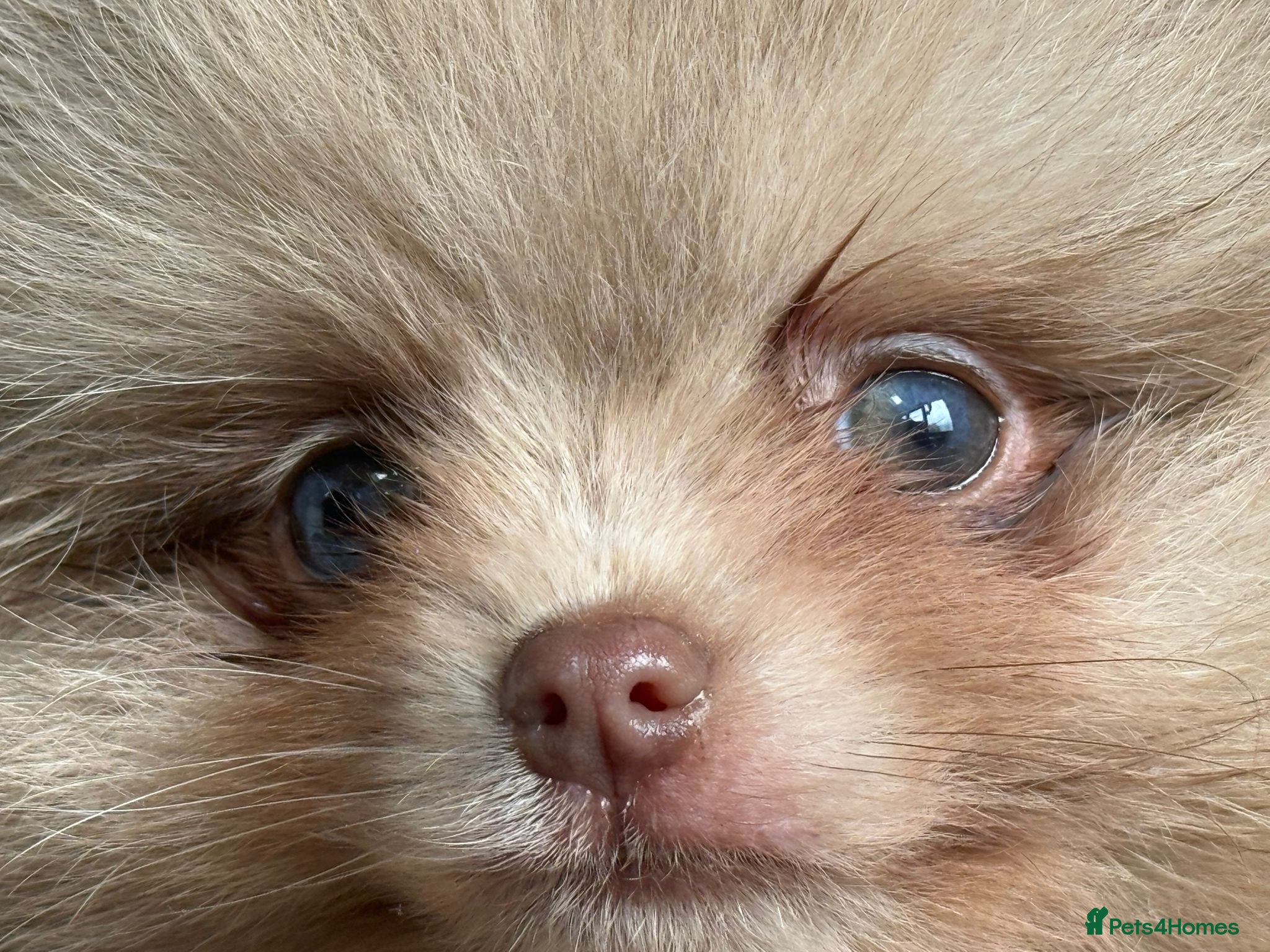 Pomeranian dogs 🧸 Incredible Teddy Bear Thai Line Pom puppies 🧸 - Advert 1