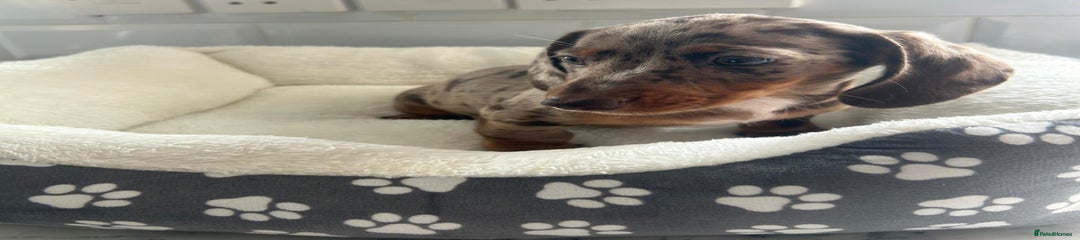 Miniature Dachshund Puppy 5