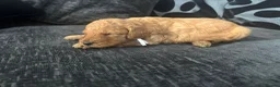 Mixed Breed dogs for sale: Outstanding litter of double doodles  - Advert 16