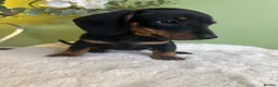 Miniature Dachshund dogs for sale: Miniature Dachshund  - Advert 1