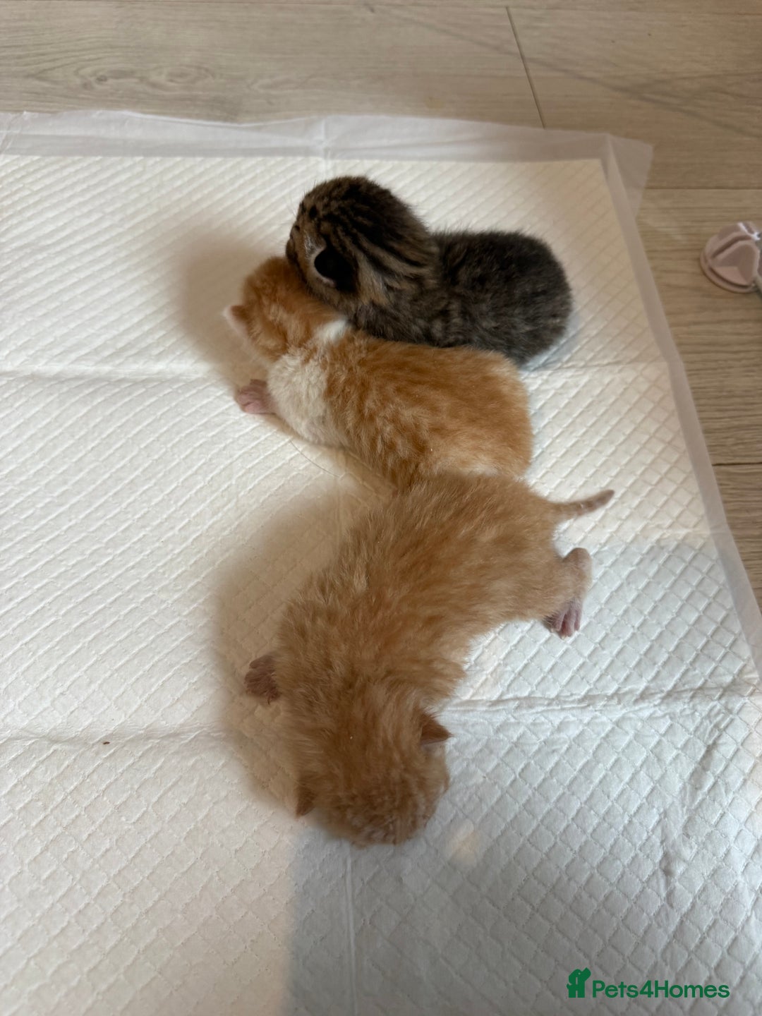Domestic Shorthair cats for sale: 6 beautiful kittens available November - Image 2