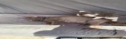 Mixed Breed cats for sale: Two prettyfemale kittens ready now - Advert 11