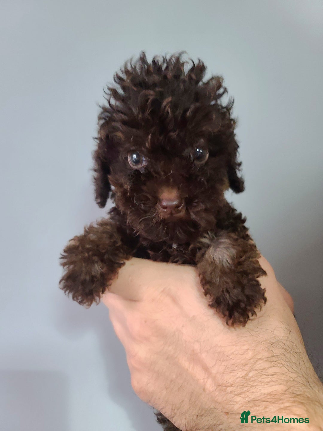 Cavapoo dogs for sale: *VIDEOS* F1b Cavapoos. Chocolate & Tan. DNA tested - Image 15