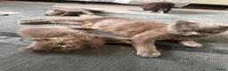 British Shorthair cats for sale: Mother cat & kitten  - Advert 2