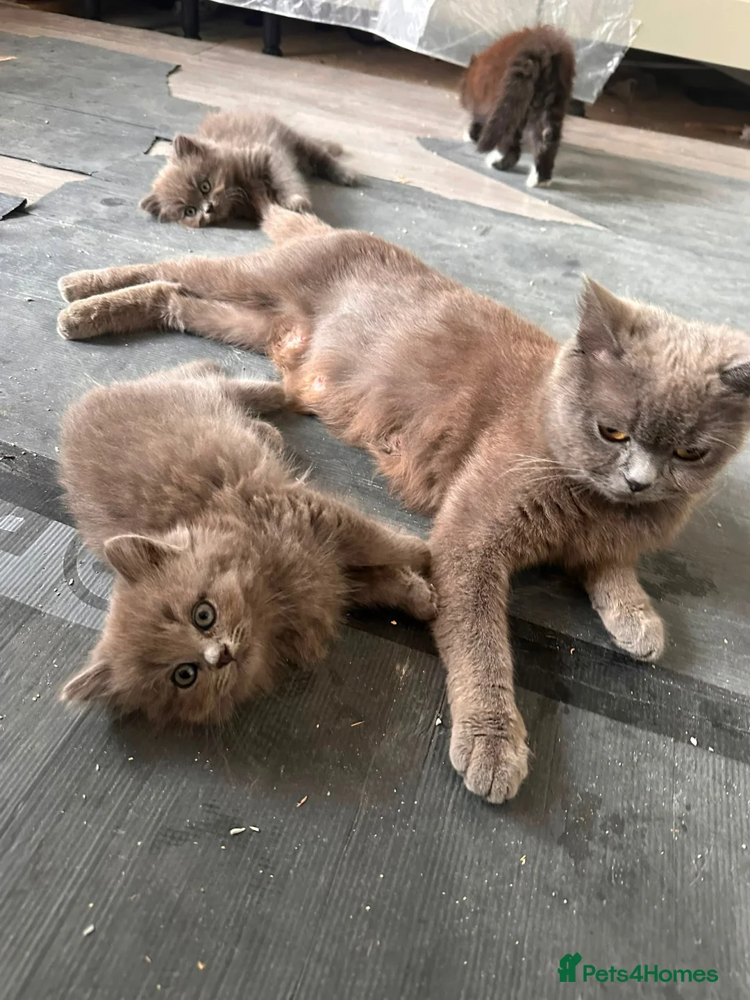 British Shorthair cats for sale: Mother cat & kitten  - Advert 2