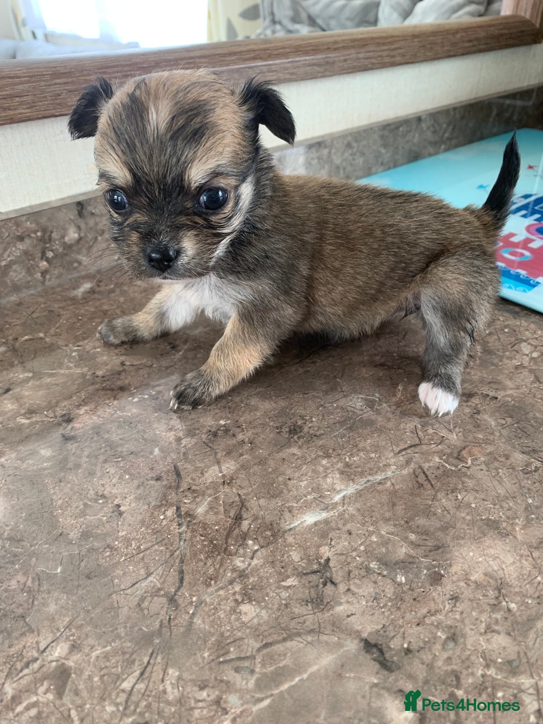 Mixed Breed dogs for sale: Lhasa apso x chihuahua pups  - Image 9
