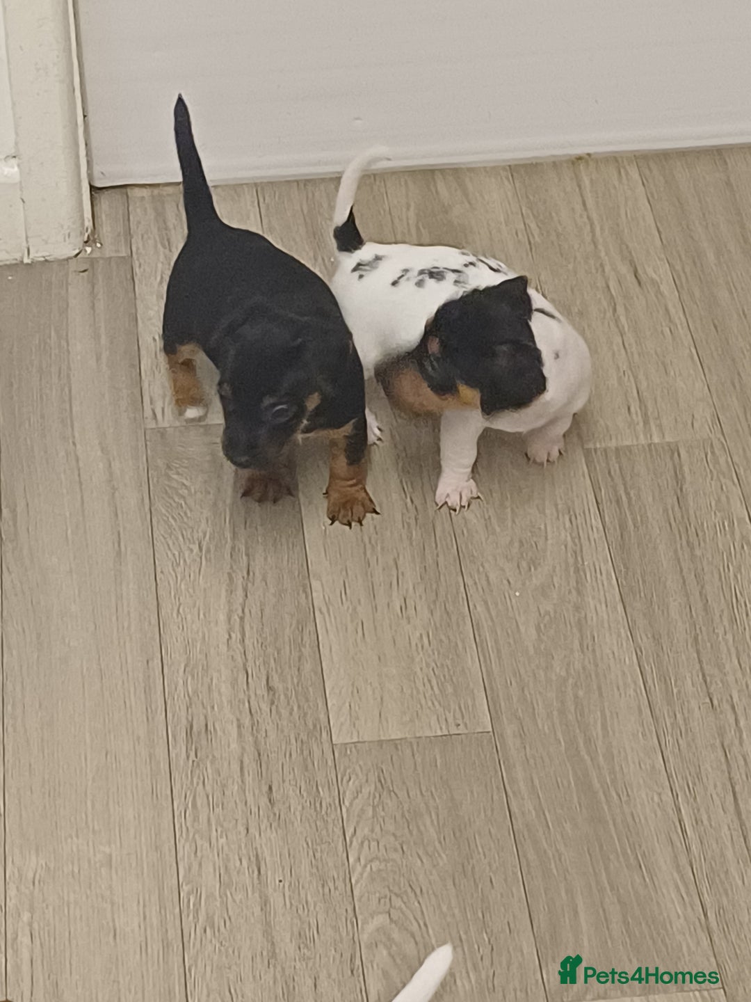 Mixed Breed dogs for sale: Jack Russell/ dachshund  - Image 9
