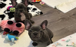 French Bulldog dogs for sale: 10 week old bat pigs ready for there new homes - Image 4