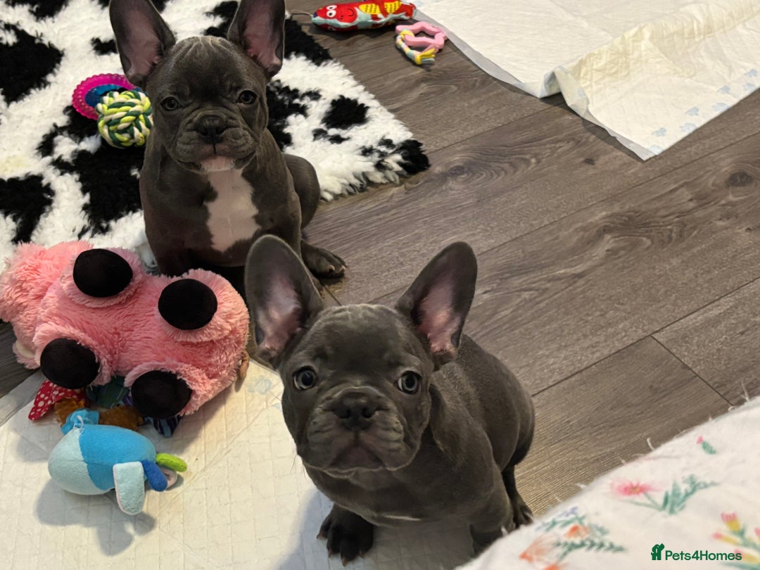 French Bulldog dogs for sale: 10 week old bat pigs ready for there new homes - Image 4