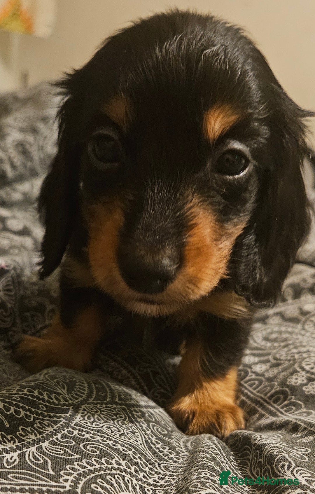 Miniature Dachshund dogs for sale: Longhaired miniature puppies - Advert 3