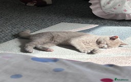 British Shorthair cats for sale: Beautiful lilac British shorthair Male - Image 2