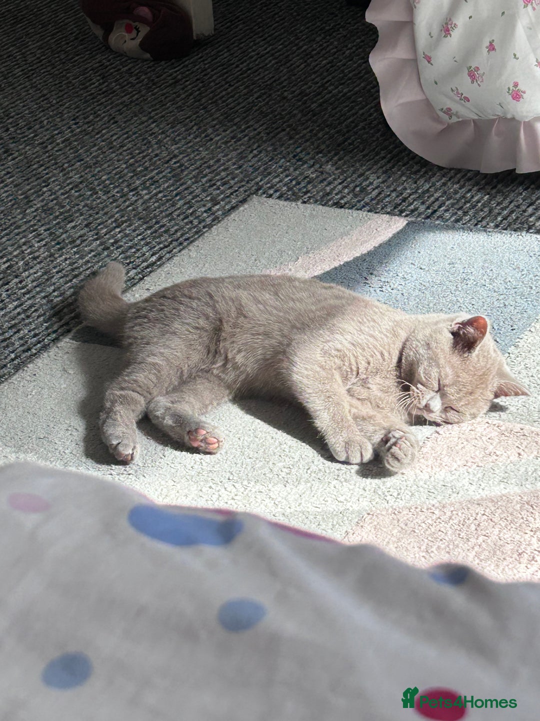 British Shorthair cats for sale: Beautiful lilac British shorthair Male - Image 2