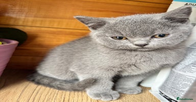 British Shorthair cats - Advert 12