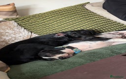 Mixed Breed dogs for sale: Female German Wirehaired Sprointer (11 Months) - Image 6