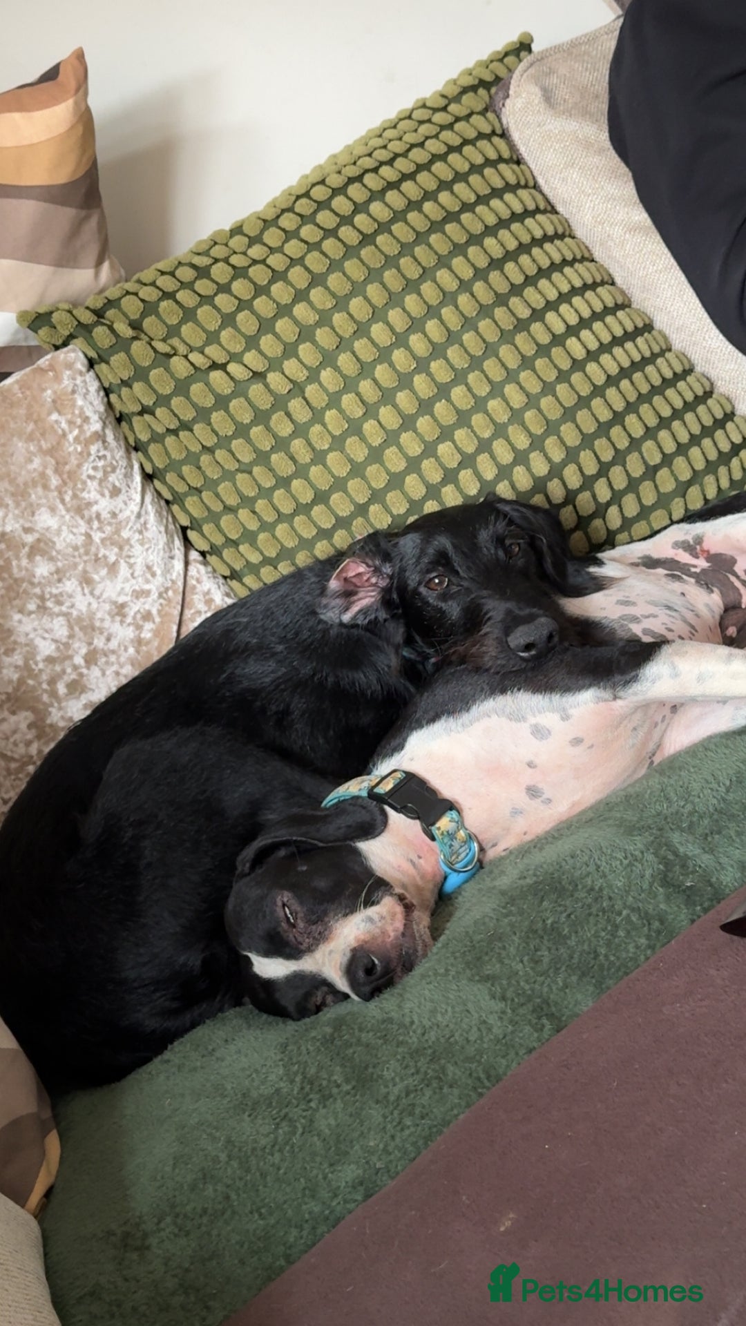 Mixed Breed dogs for sale: Female German Wirehaired Sprointer (11 Months) - Image 6