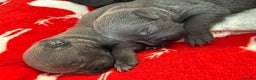 Staffordshire Bull Terrier dogs for sale: Exceptional blue staffies - Advert 7
