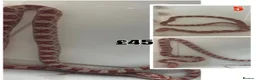 Corn Snake reptiles for sale: Baby Corn Snakes 🐍  - Advert 30