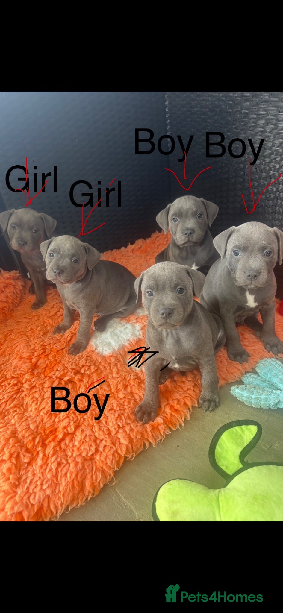 Staffordshire Bull Terrier dogs KC puppies for new homes  - Advert 2