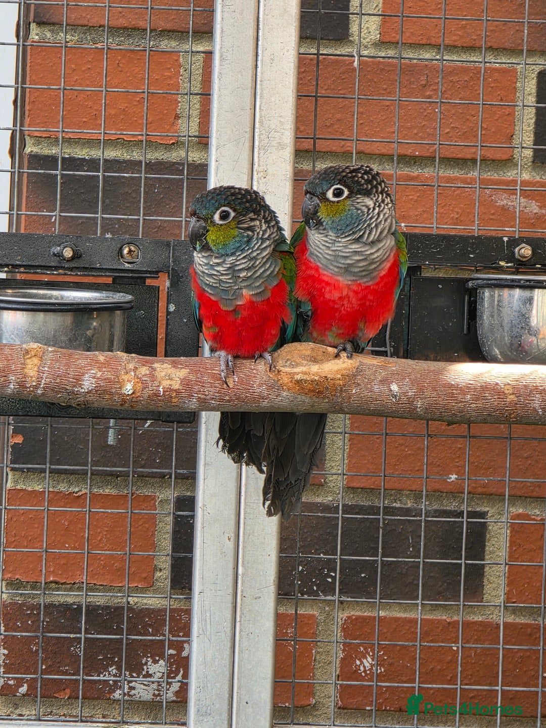 Conures birds for sale: Breeding Pair of crimson bellied conure  - Image 2