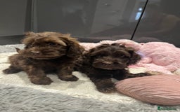 Cockapoo dogs for sale: Beautiful F1 Cockapoo puppies  - Image 6