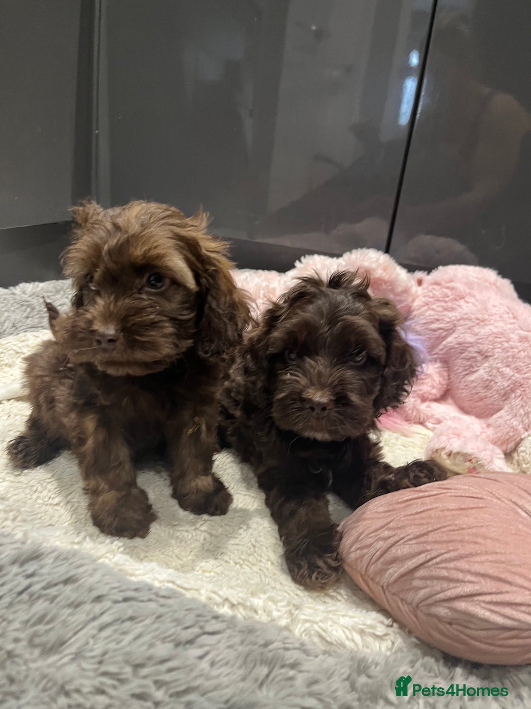 Cockapoo dogs for sale: Beautiful F1 Cockapoo puppies  - Image 6