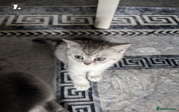 British Shorthair cats for sale: Beautiful British Short Hair Boys  - Image 2
