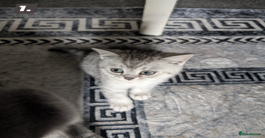 British Shorthair cats - Advert 10