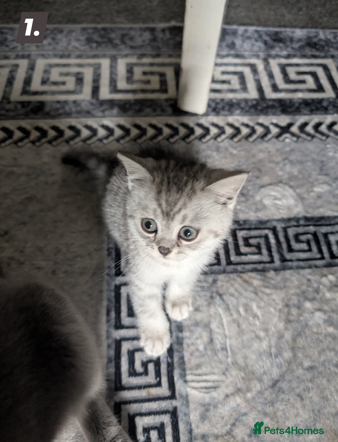 British Shorthair cats for sale: Beautiful British Short Hair Boys  - Image 2