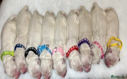 Golden Retriever dogs for sale: Outstanding Champion Lines KC Registered - Image 8