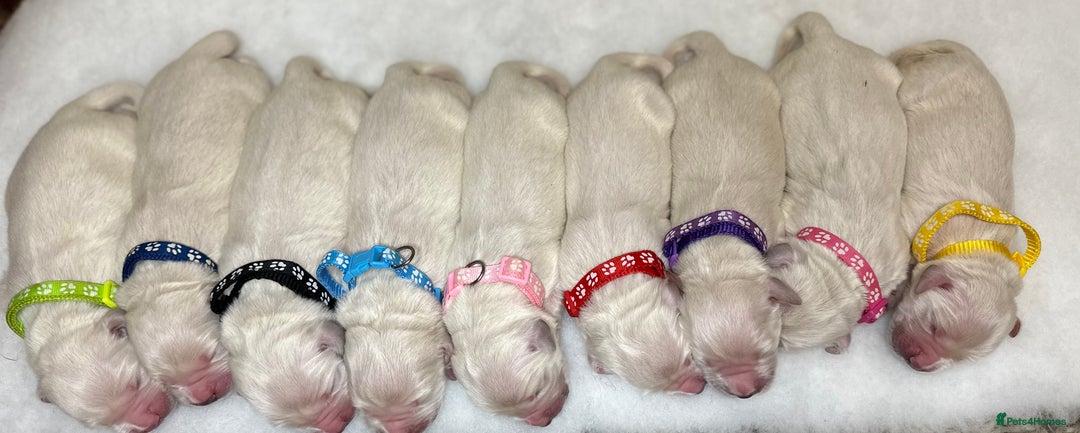 Golden Retriever dogs for sale: Outstanding Champion Lines KC Registered - Image 8