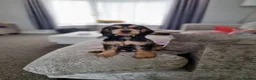 Cocker Spaniel dogs for stud:  Sable Show Cocker Spaniel Available for Stud 🐾 - Advert 9