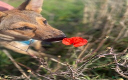 Mixed Breed dogs for sale: Belgian Malinois Puppy - Image 4