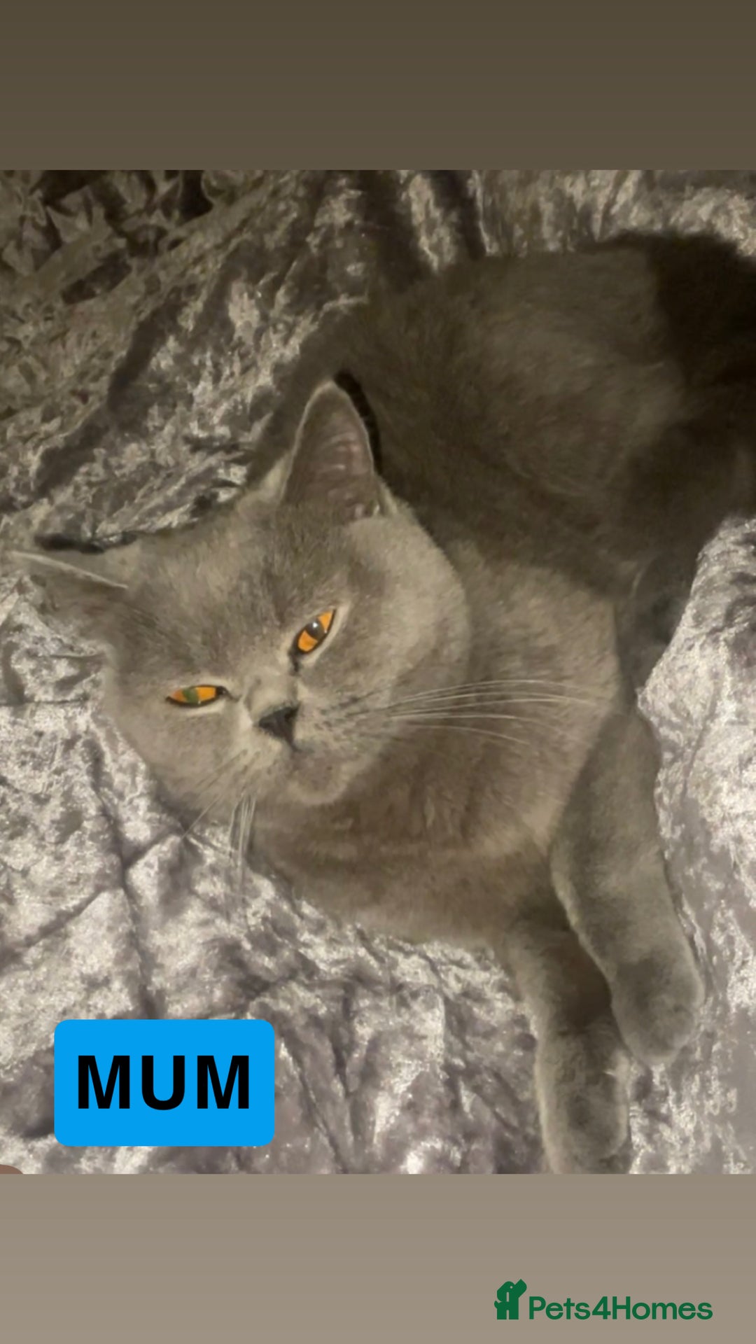 British Shorthair cats for sale: Beautiful British shorthair kittens - Image 8