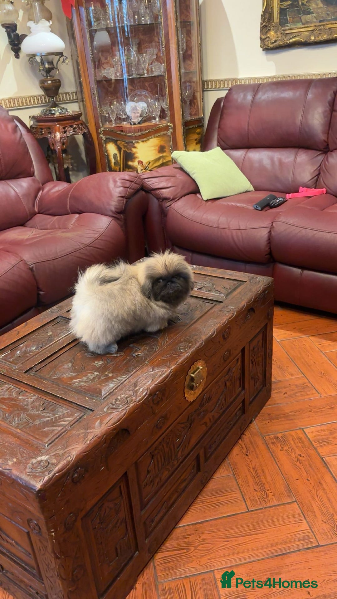 Pekingese dogs for sale: Stunning Pekingese puppies  - Advert 16