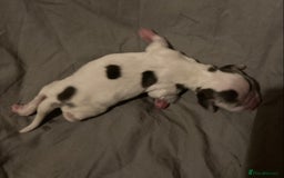Cocker Spaniel dogs for sale: ‘Show Type’ Cocker Spaniel Puppies. KC Registered. - Image 19