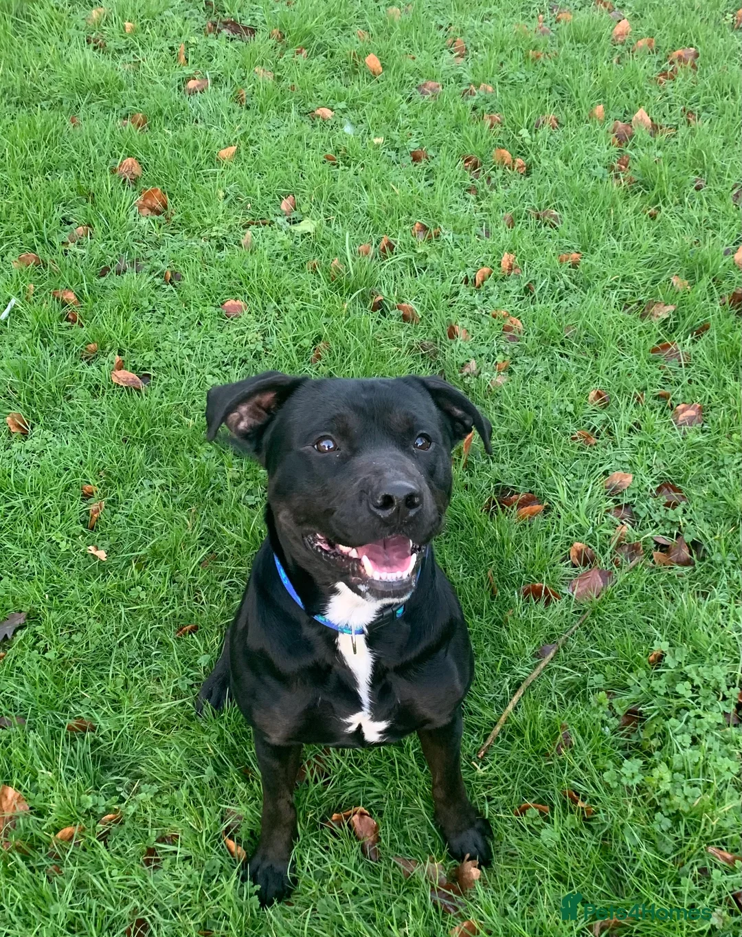 Staffordshire Bull Terrier dogs for sale: Sad sale of duke our much loved staff  - Advert 1