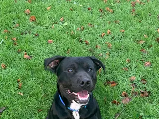 Staffordshire Bull Terrier dogs Sad sale of duke our much loved staff - Advert 18