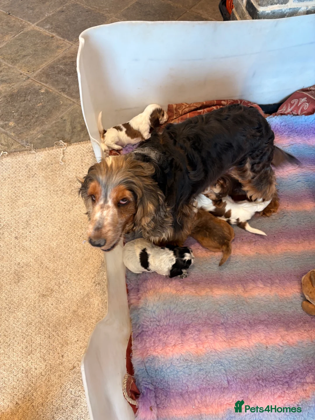 Cocker Spaniel dogs for sale: Honey sable cocker spaniel  in London - Advert 1