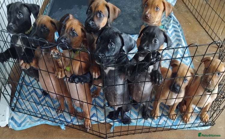 Mixed Breed dogs - Advert 10