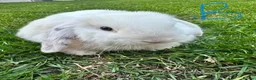 Mini Lop rabbits for sale: Mini Lop Rabbits For Sale  - Advert 24
