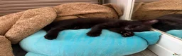 Mixed Breed cats for sale: Fluffy black kittens  - Advert 4