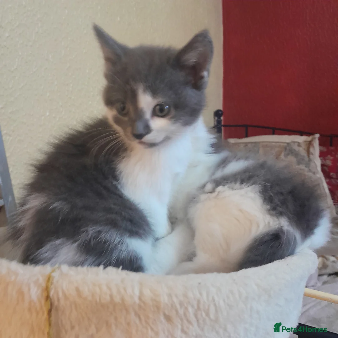 Siamese cats for sale: Blue and white kittens mum is siamese cross in Ferryhill - Advert 1