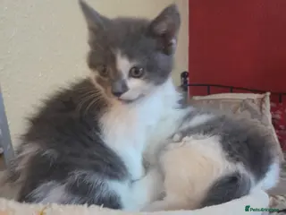 Siamese cats Blue and white kittens mum is siamese cross - Advert 11