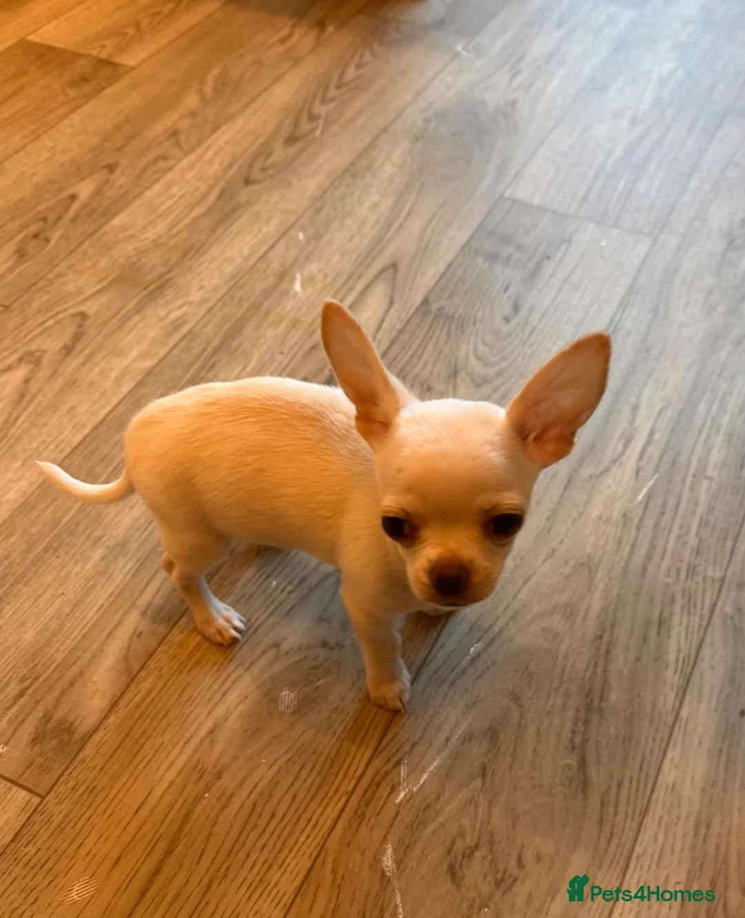 Chihuahua dogs for sale: Chihuahua  - Advert 2