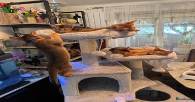 Abyssinian cats - Advert 12