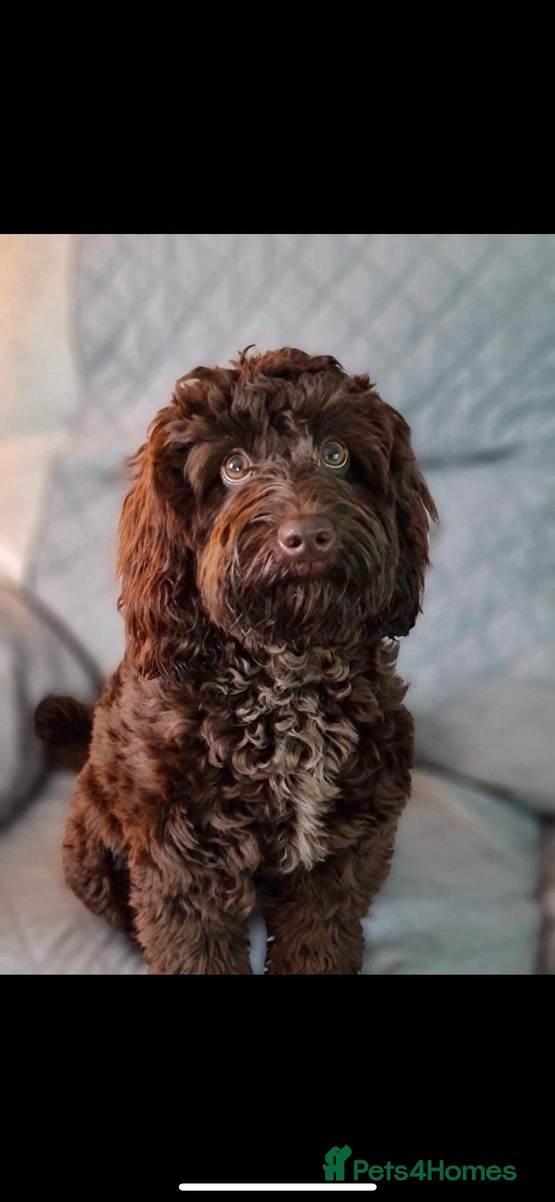 Toy Poodle dogs for stud: Percy KC Chocolate Phantom Toy Poodle Stud in Middlesbrough - Advert 16